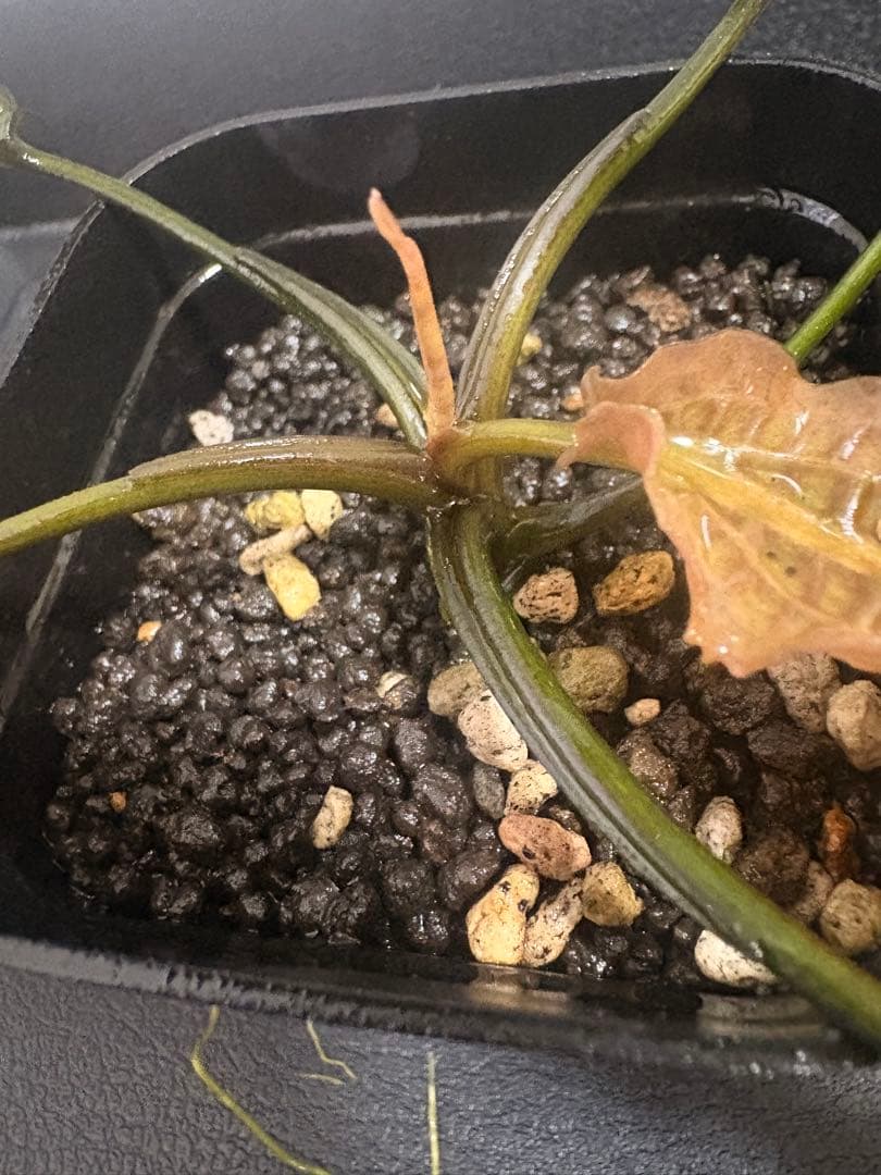 Cryptocoryne bullosaBintang Sarawak AS便
