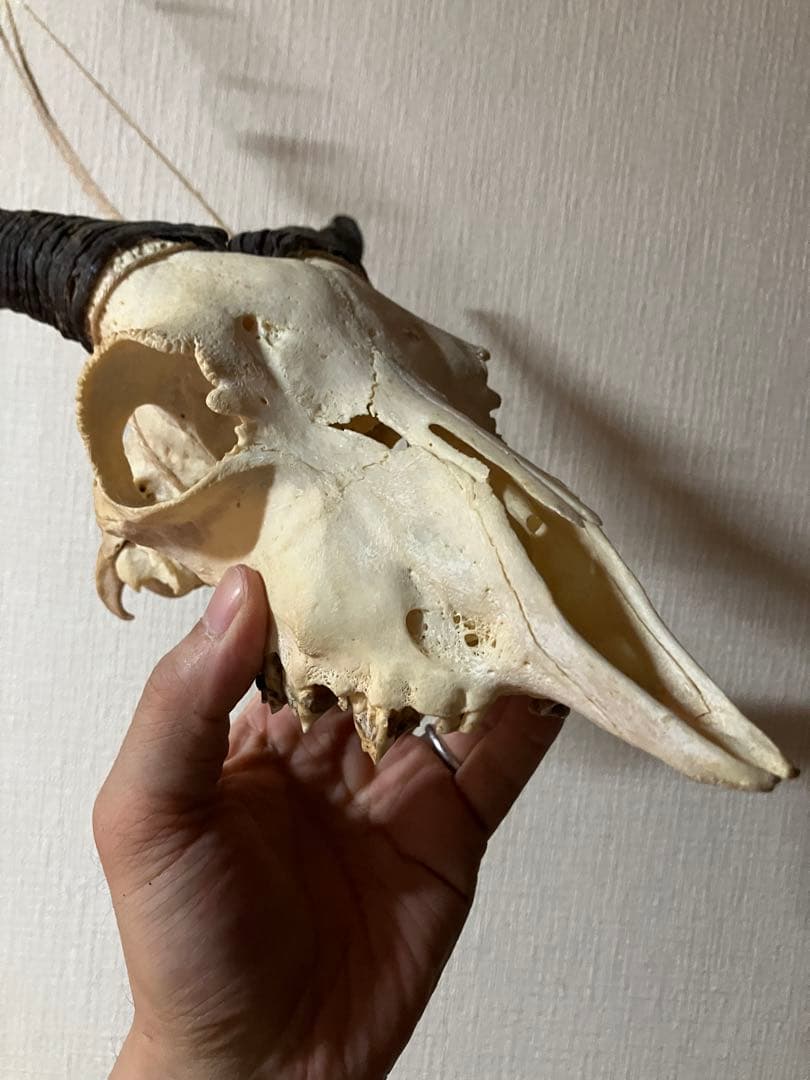ヤギ　頭蓋骨　標本　山羊　頭骨