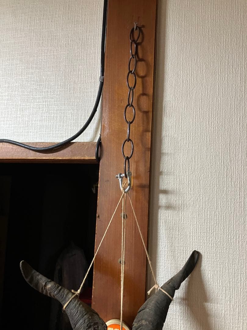 ヤギ　頭蓋骨　標本　山羊　頭骨