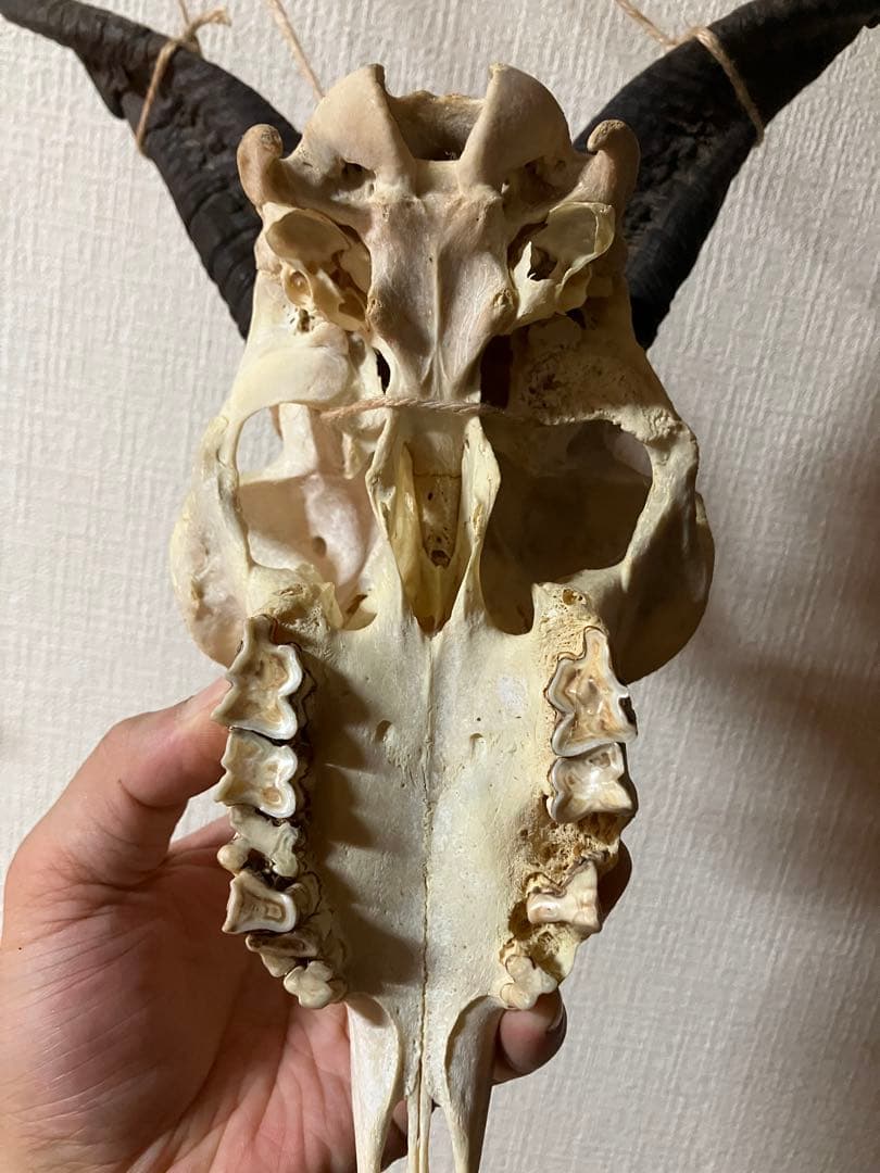 ヤギ　頭蓋骨　標本　山羊　頭骨