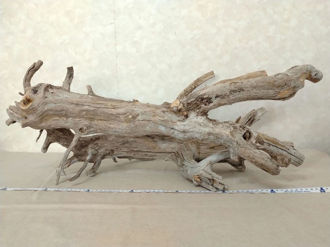 【希少】パルダリウム・アクアリウム向け超特大塊根ブランチウッド流木 約70cm
