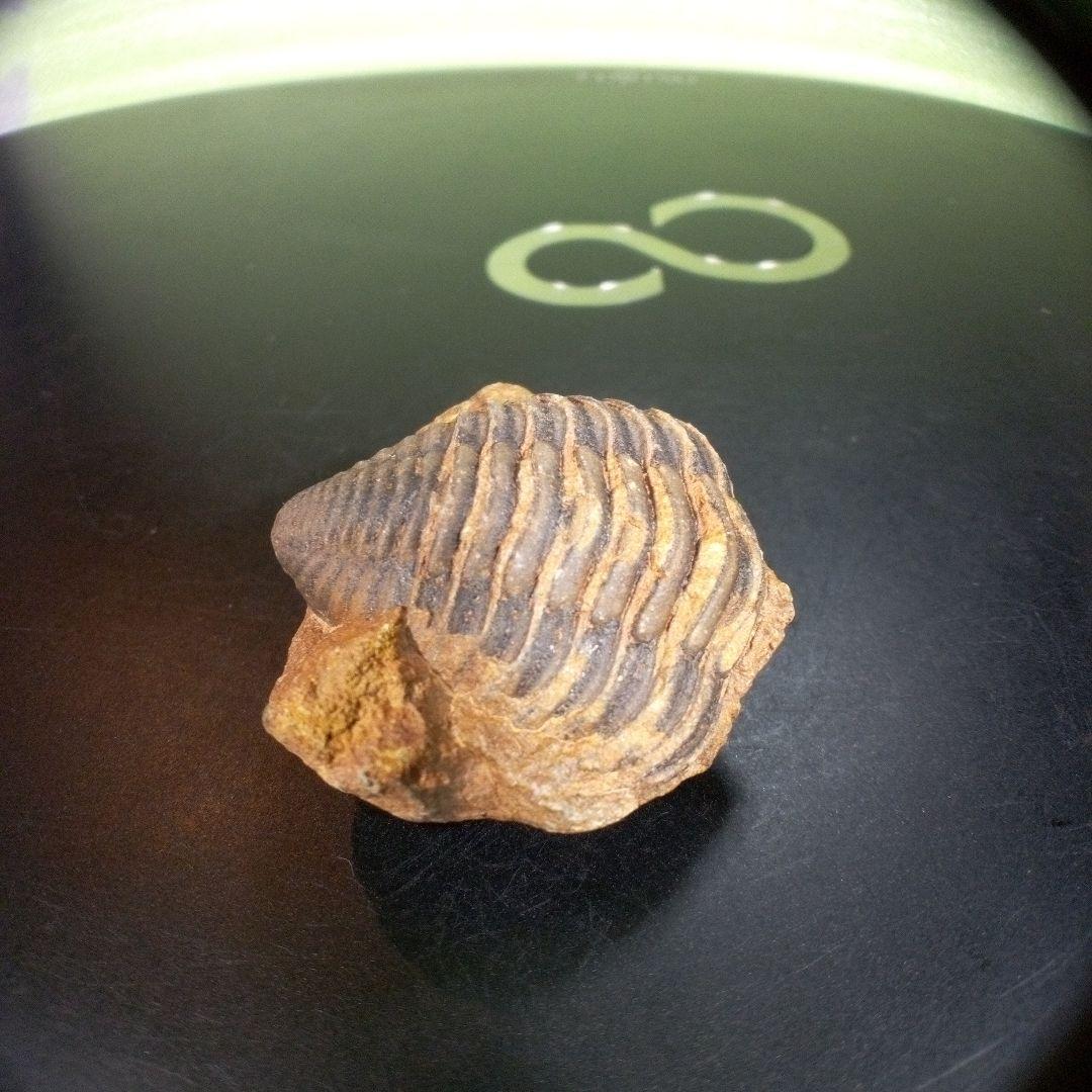 三葉虫　化石　fossil　海　ボリビア産　trilobite　レア　化石№⑤