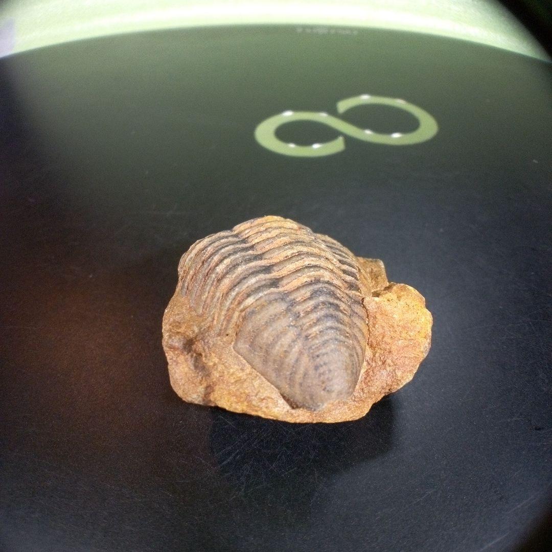 三葉虫　化石　fossil　海　ボリビア産　trilobite　レア　化石№⑤