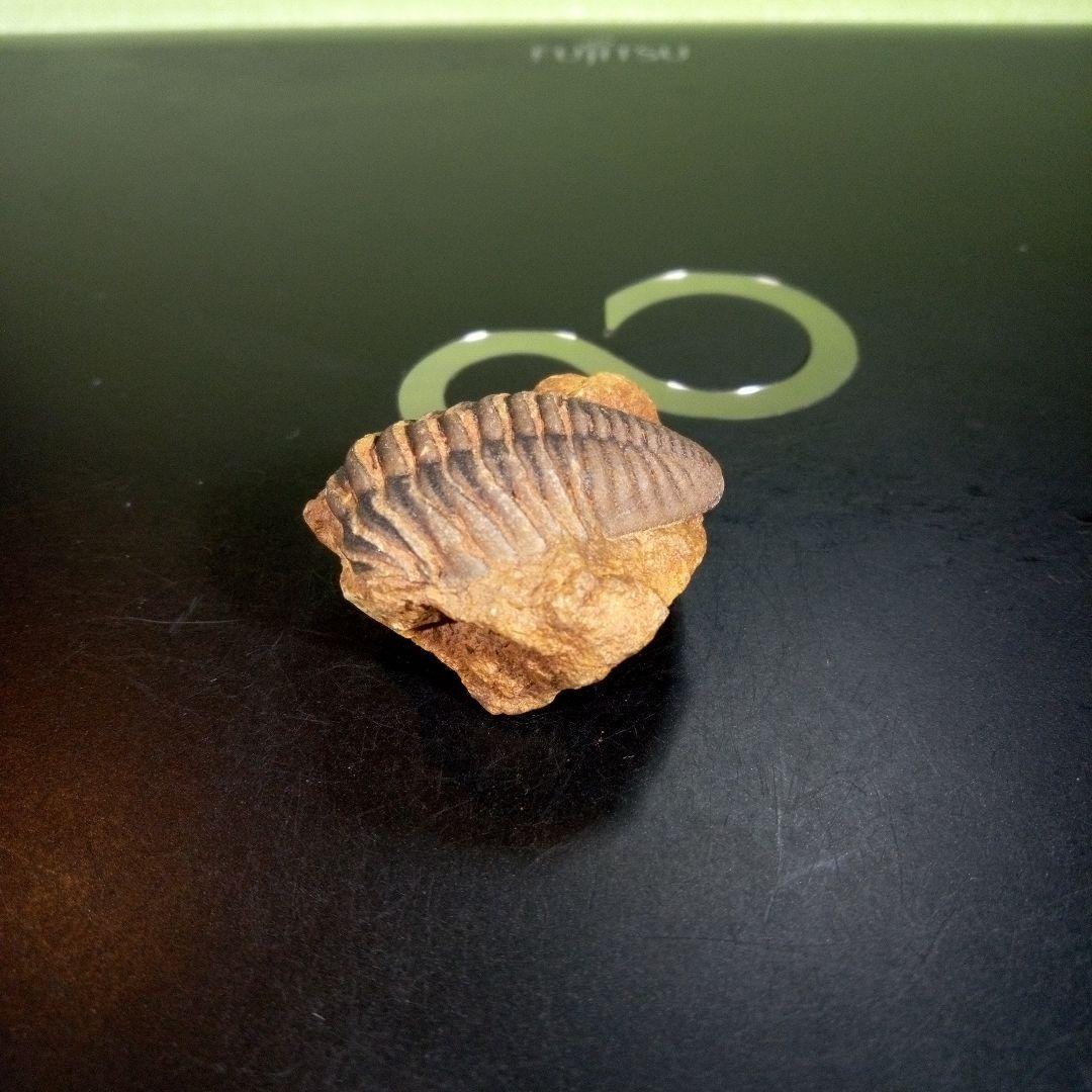 三葉虫　化石　fossil　海　ボリビア産　trilobite　レア　化石№⑤