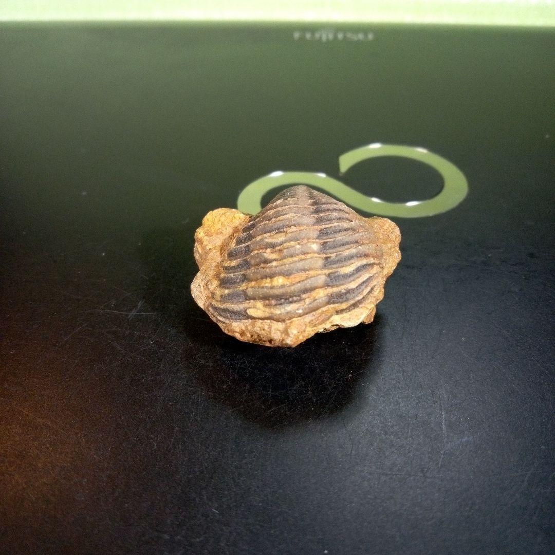 三葉虫　化石　fossil　海　ボリビア産　trilobite　レア　化石№⑤