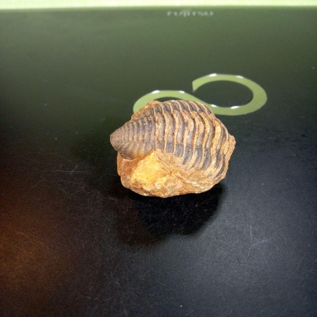 三葉虫　化石　fossil　海　ボリビア産　trilobite　レア　化石№⑤