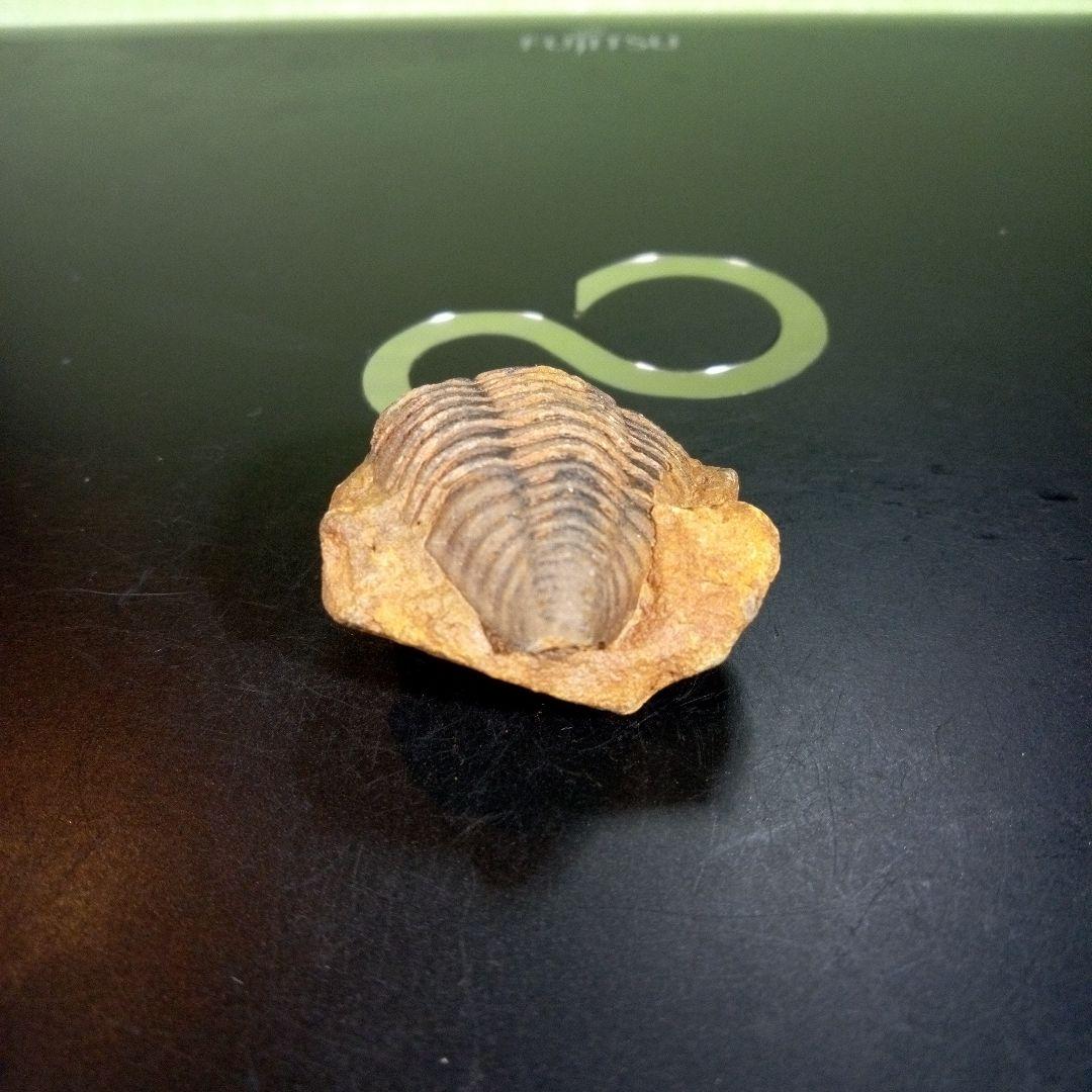 三葉虫　化石　fossil　海　ボリビア産　trilobite　レア　化石№⑤