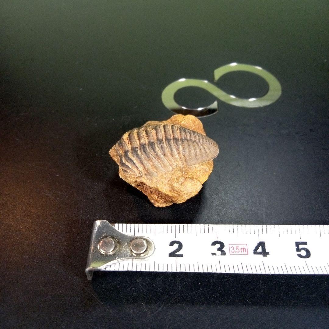三葉虫　化石　fossil　海　ボリビア産　trilobite　レア　化石№⑤