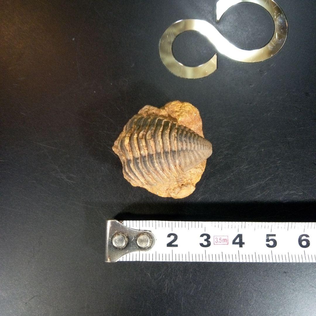三葉虫　化石　fossil　海　ボリビア産　trilobite　レア　化石№⑤