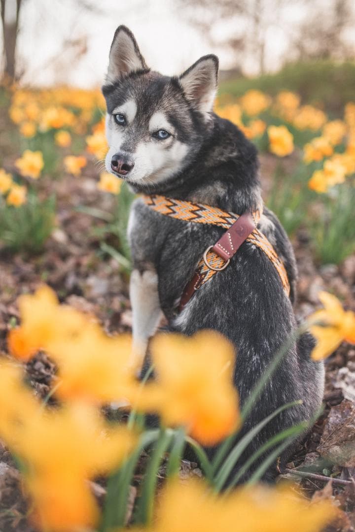 スペイン製 高級犬用ハーネス　Peruvian Gold (小型犬　中型犬）