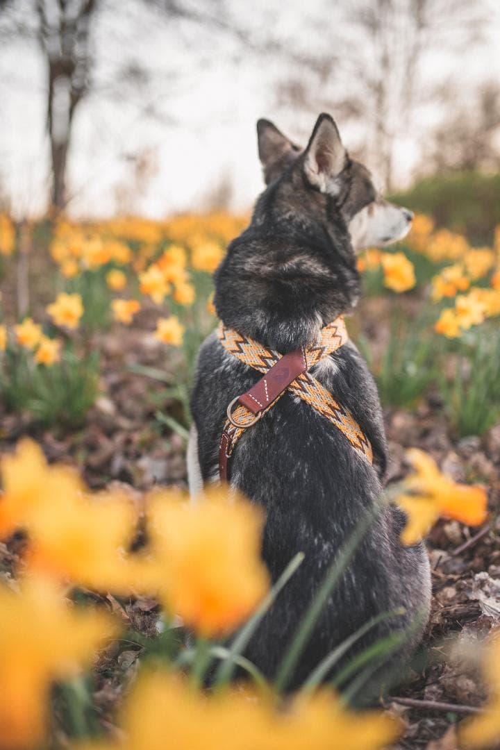 スペイン製 高級犬用ハーネス　Peruvian Gold (小型犬　中型犬）