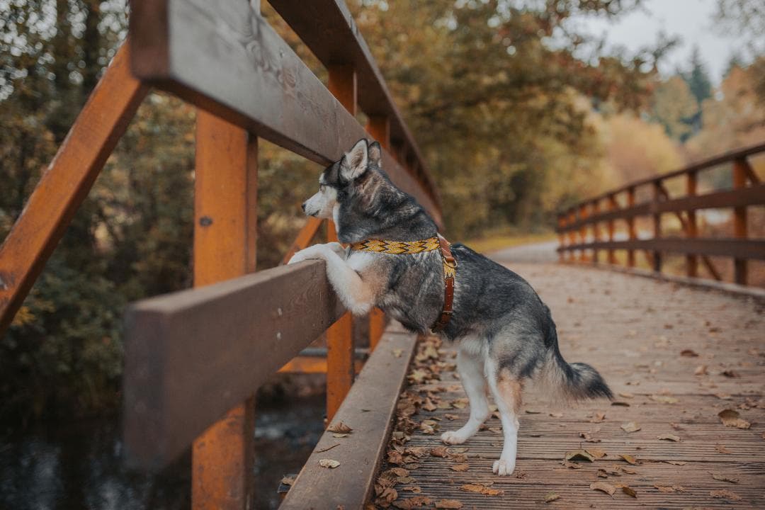 スペイン製 高級犬用ハーネス　Peruvian Gold (小型犬　中型犬）