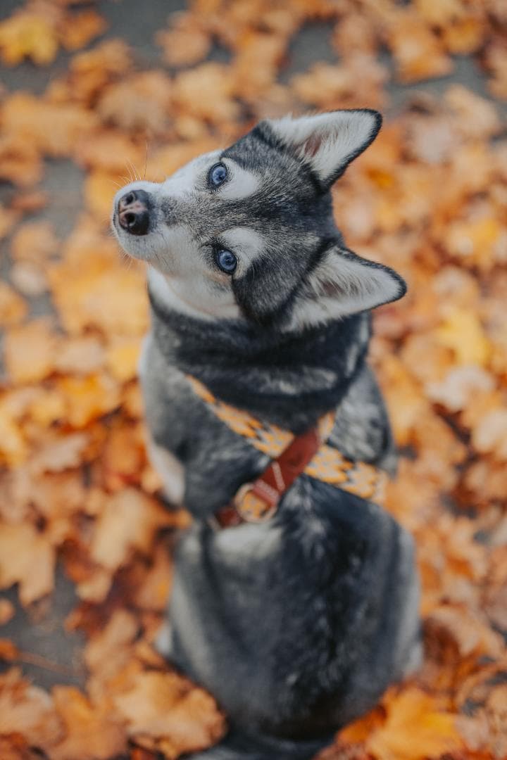スペイン製 高級犬用ハーネス　Peruvian Gold (小型犬　中型犬）