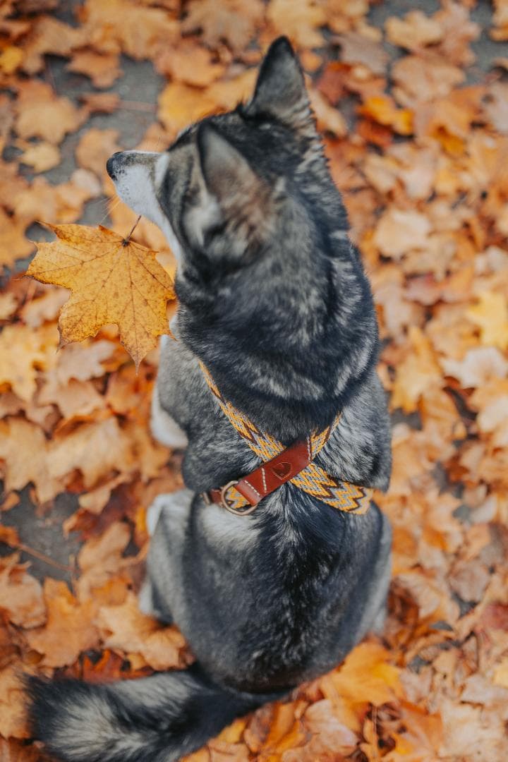 スペイン製 高級犬用ハーネス　Peruvian Gold (小型犬　中型犬）