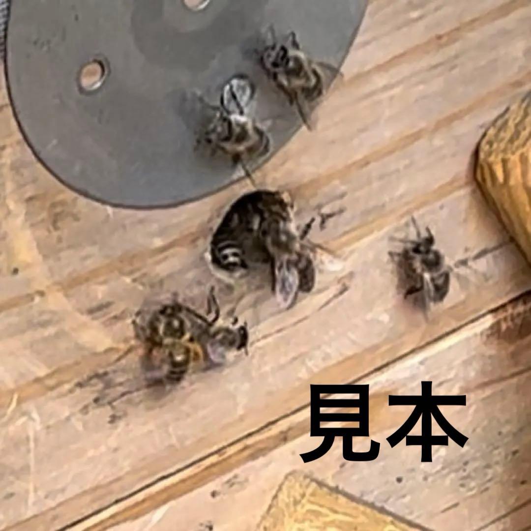 日本ミツバチ重箱式巣箱　手作り　4段　　　2