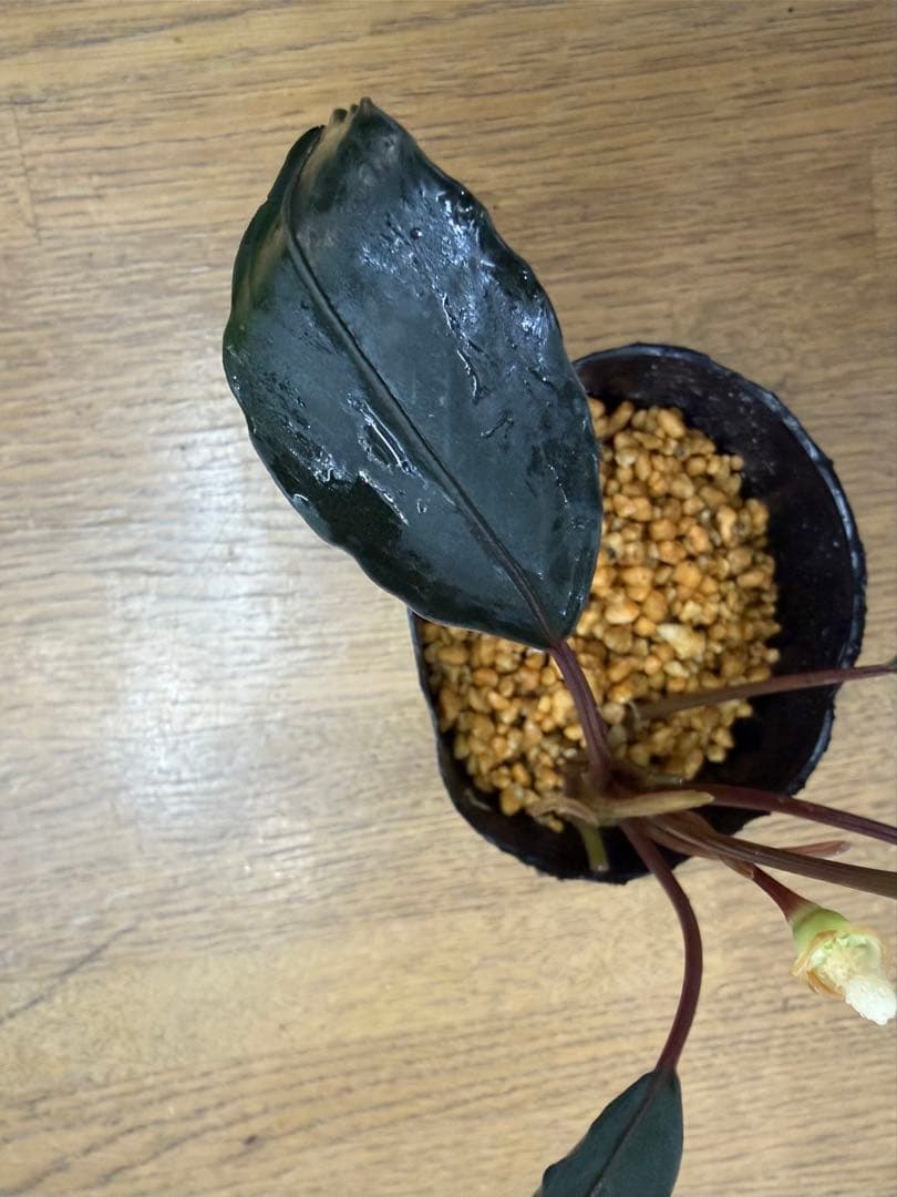 O*e様 ⭐︎ブセファランドラ 超大型モトレィアーナ 赤軸濃色 /ミリ産　株分け