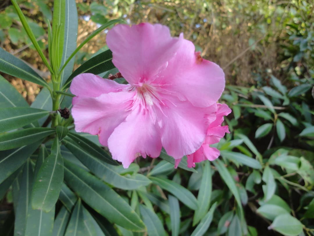 実写良⭕️訳有り【動作確認済】SONY CyberShot DSC-W570